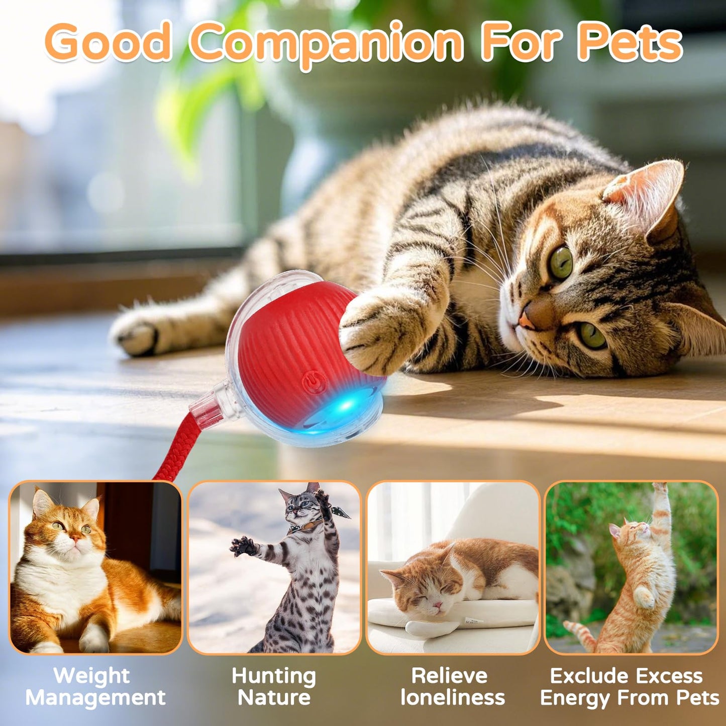 Cat Ball Kitten Toys for Indoor