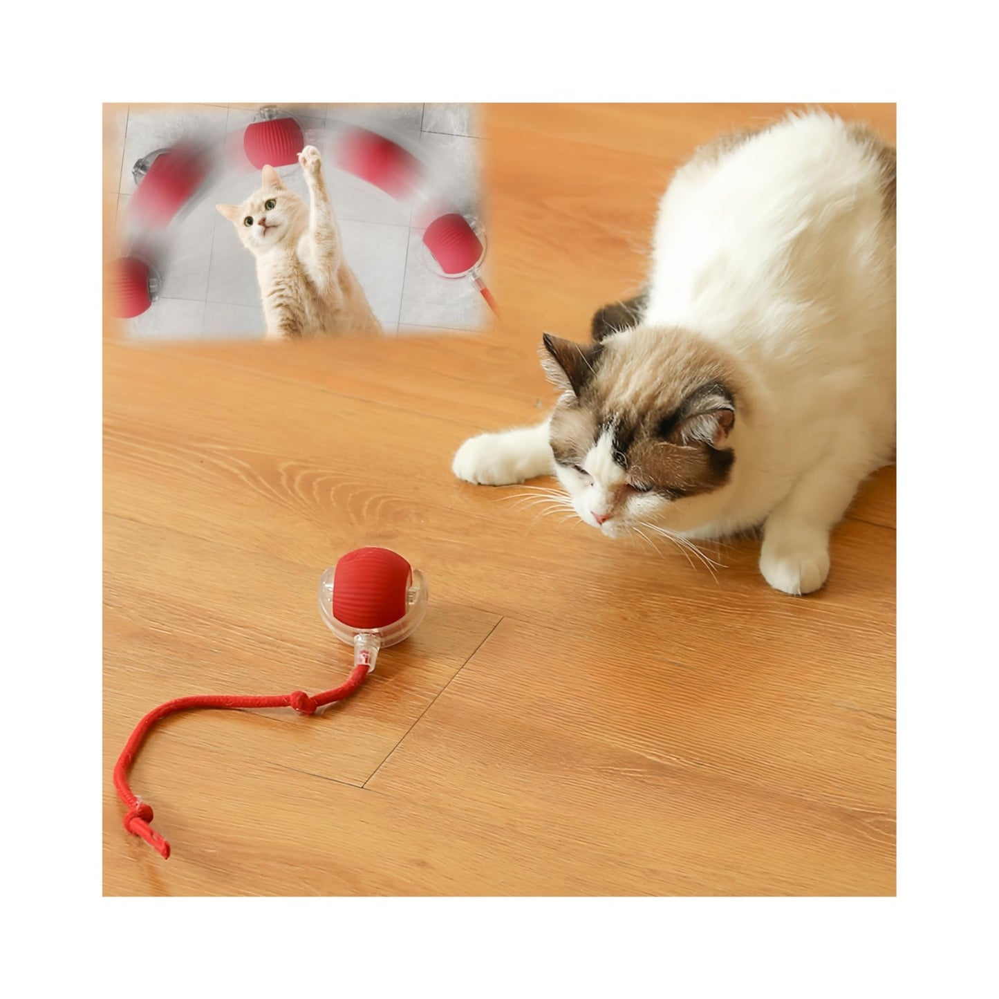 Cat Ball Kitten Toys for Indoor