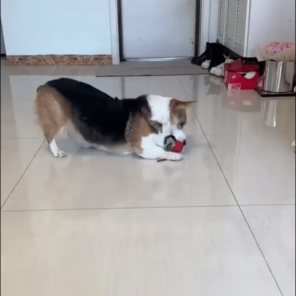 Cat Ball Kitten Toys for Indoor