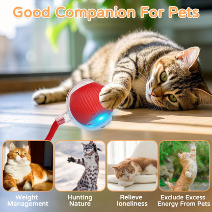 Cat Ball Kitten Toys for Indoor