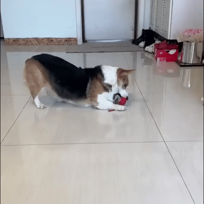 Cat Ball Kitten Toys for Indoor